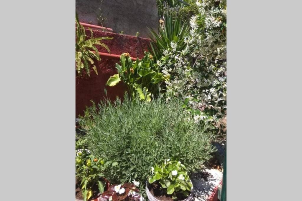 Green Hill Studio Corfu Town Екстериор снимка